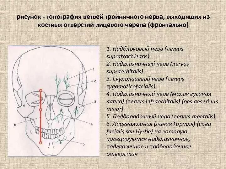 Лицевой нерв череп. Топография тройничного нерва на лице. Точки выхода лицевого нерва из черепа. Выход из черепа ветвей тройничного нерва. Точка выхода тройничного нерва из черепа.