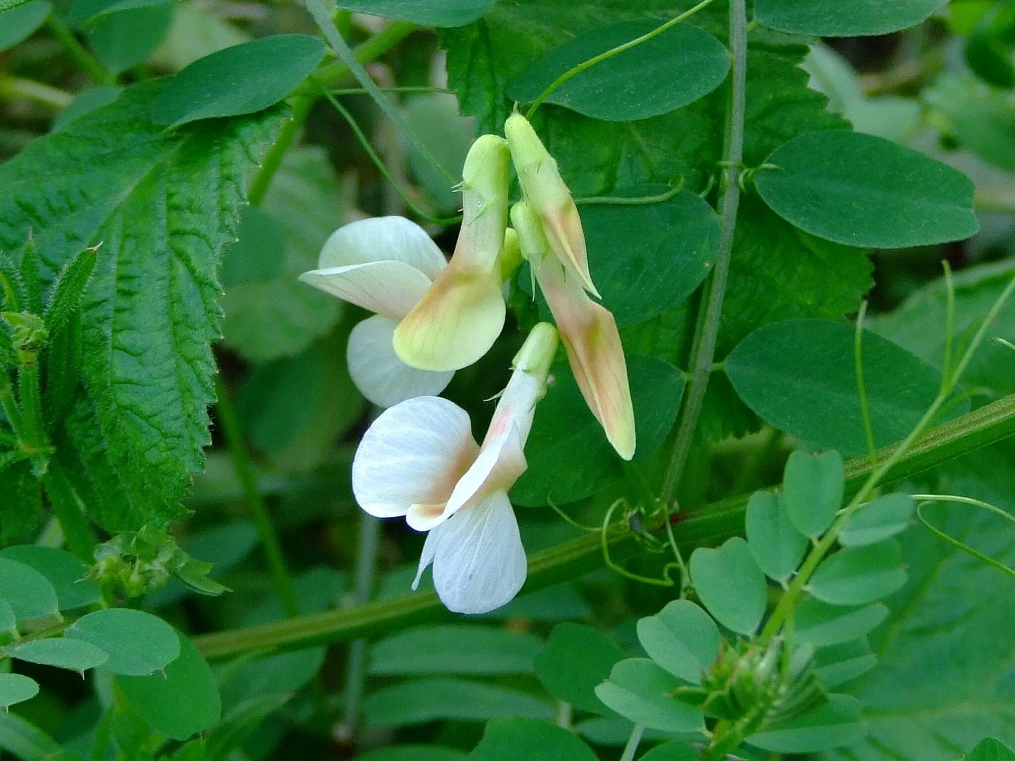 Plant wiki. Бобовые Мотыльковые Вика. Чина Лесная Lathyrus Sylvestris. Мотыльковые растения Вика посевная. Бобовые Мотыльковые растения копеечник.