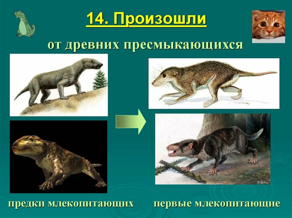 Происхождения млекопитающих от пресмыкающихся. Предки млекопитающих. Млекопитающие произошли от древних пресмыкающихся. Первый предок млекопитающих. Древние млекопитающие представители.