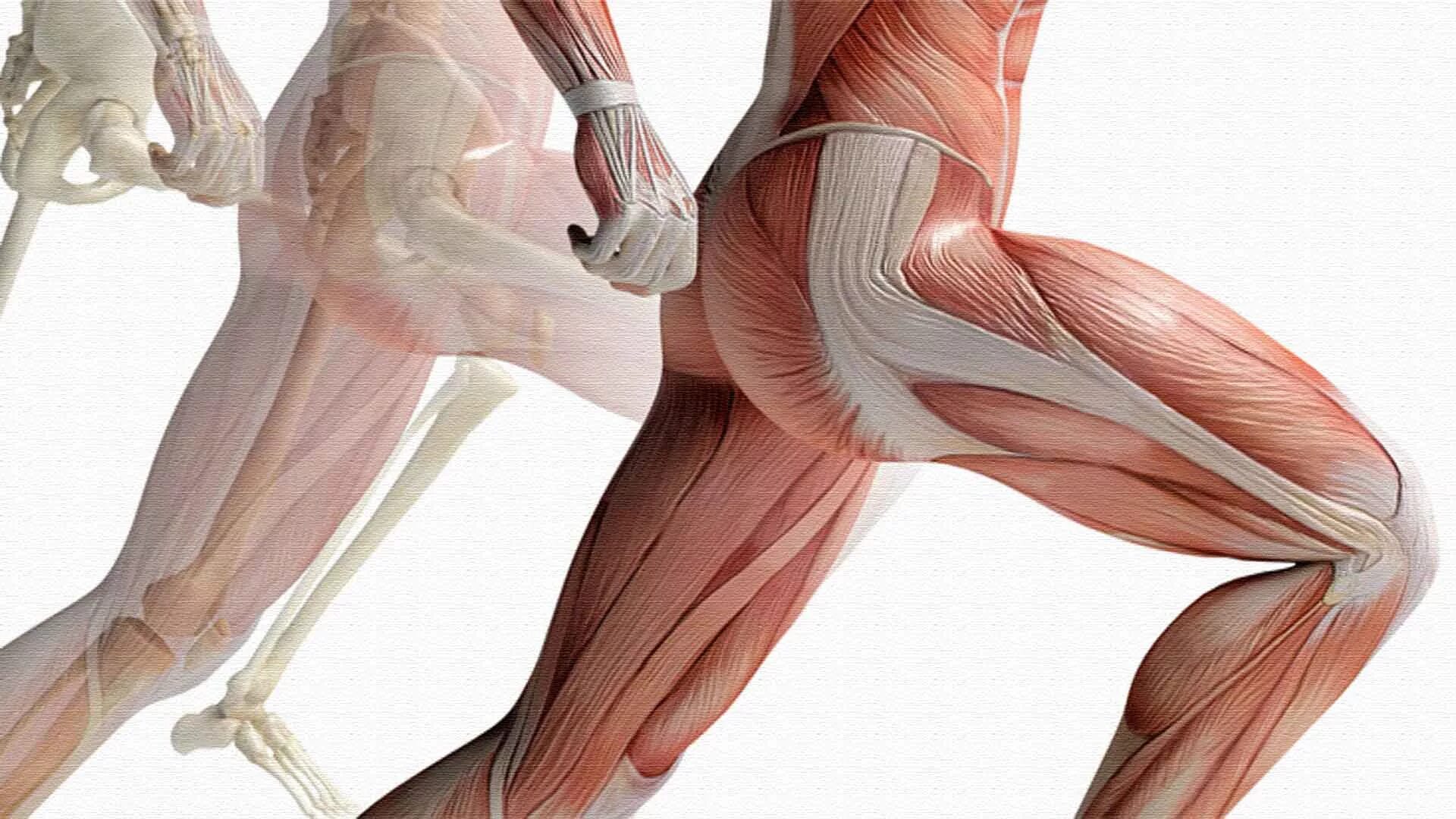 Связки тела. Iliotibial Band мышца. Анатомия бедра мышцы и сухожилия. Мышцы разгибающие коленный сустав. Сухожилие бицепса бедра.