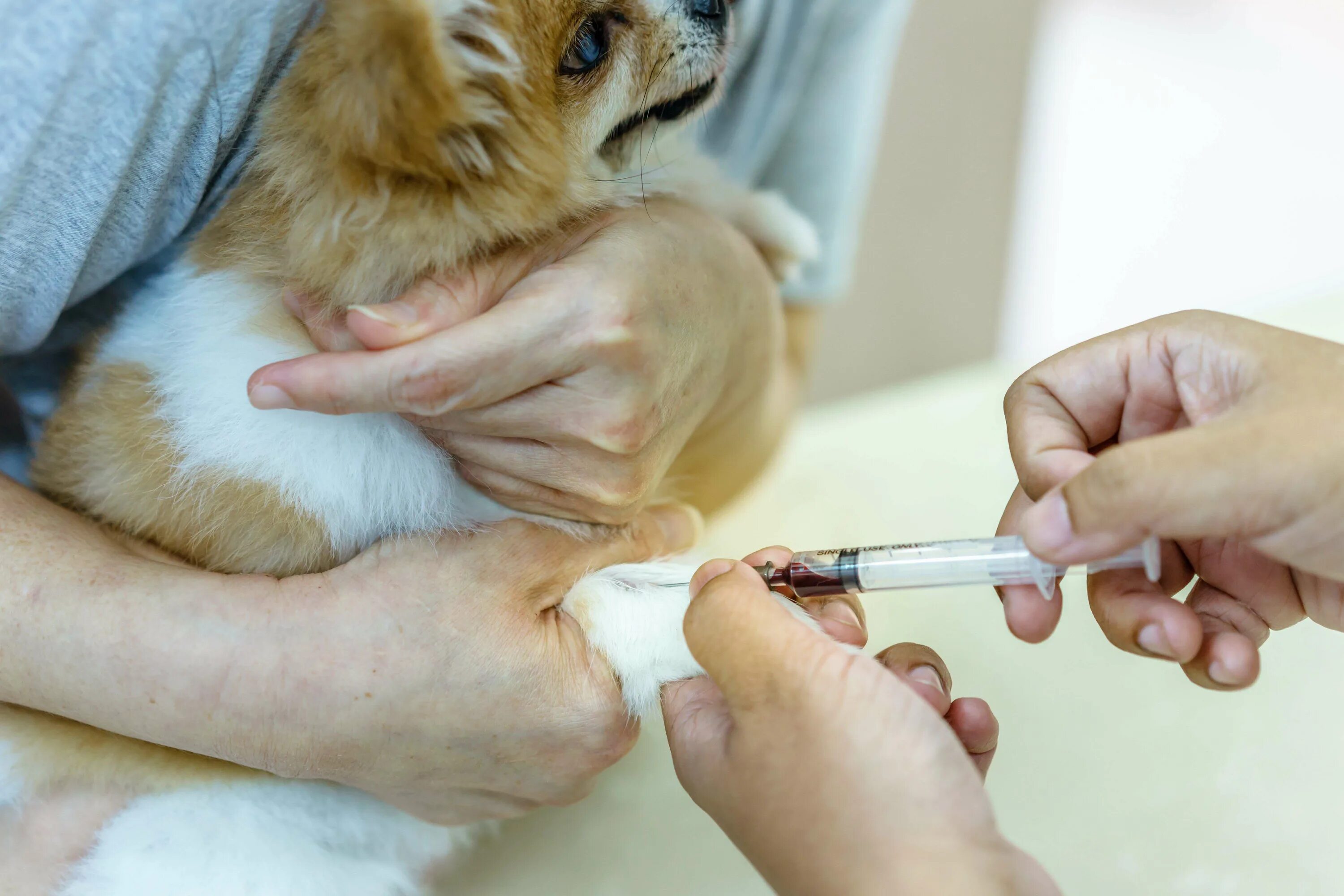 Взятие крови у кошек и собак. Взятие анализа крови у собаки.
