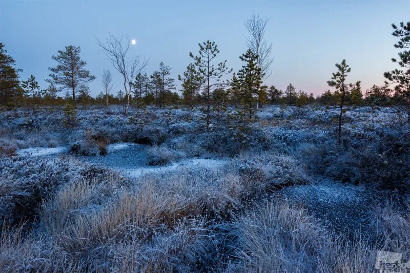 берендеево болото зима. иванищевское болото. зимние болото. болото зимой. тахтинское болото.