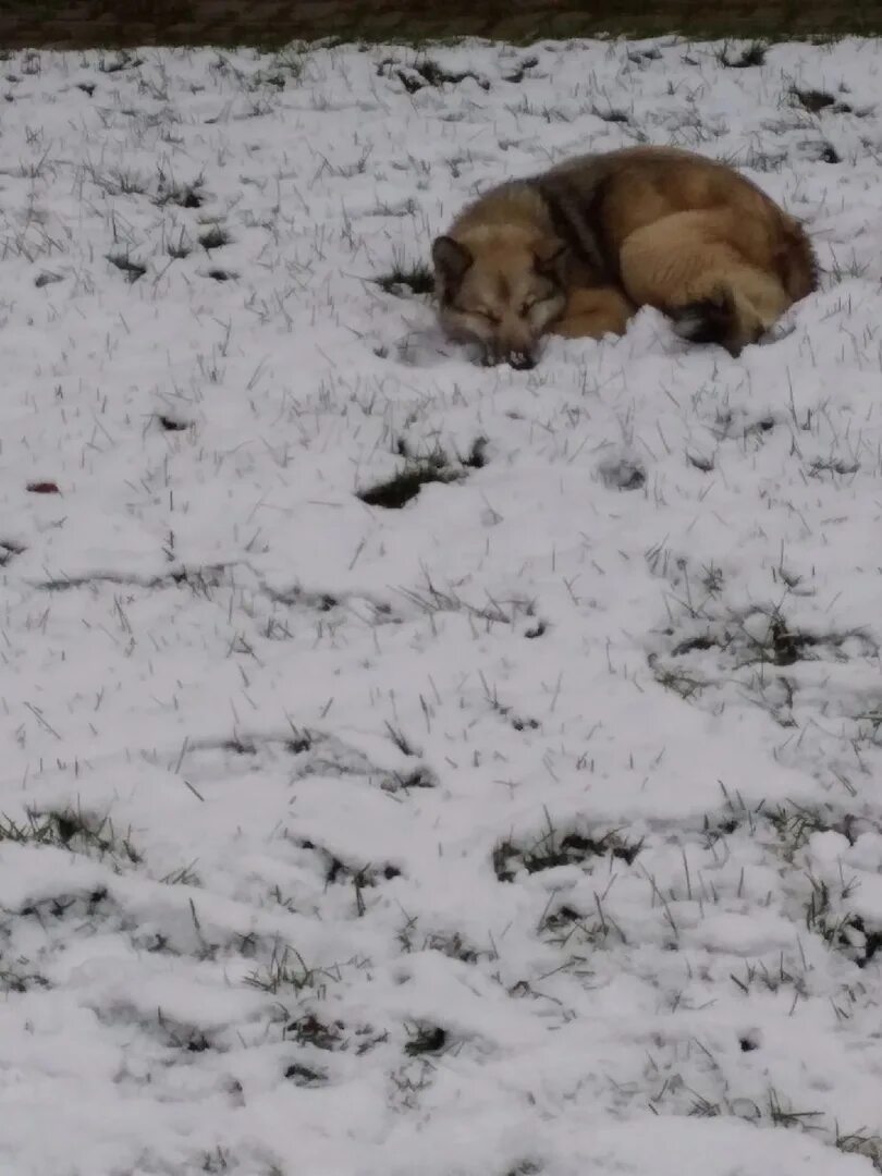 Розовый снег собаки. Собака на снегу лтравлиная.