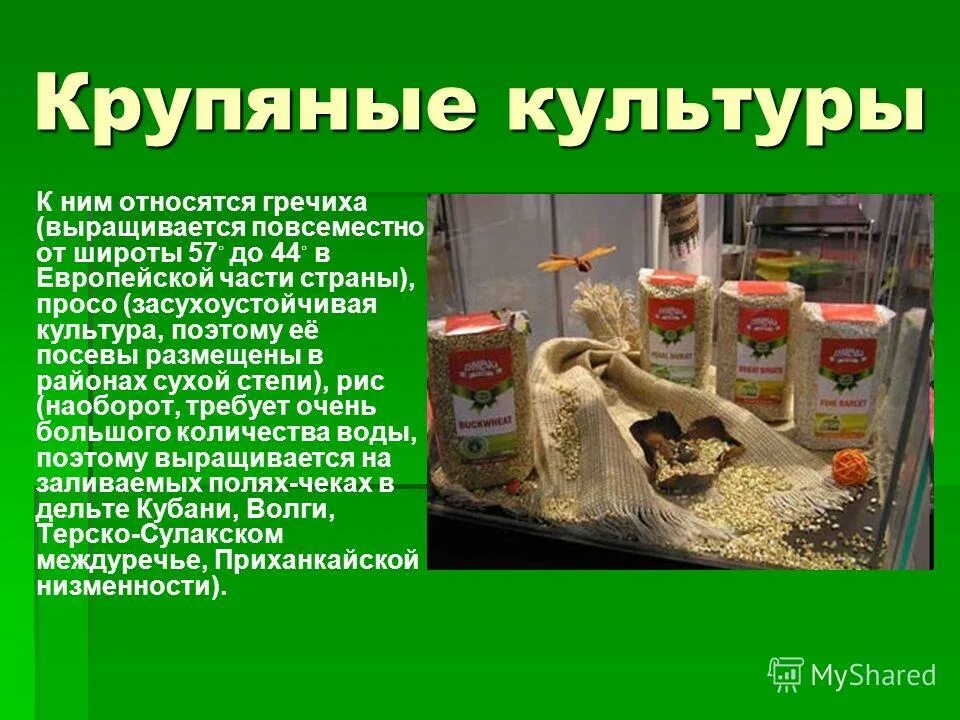 К крупяным культурам относятся. Злаковые культуры список. Классификация круп схема. Бобовые культуры. Зернобобовые культуры.