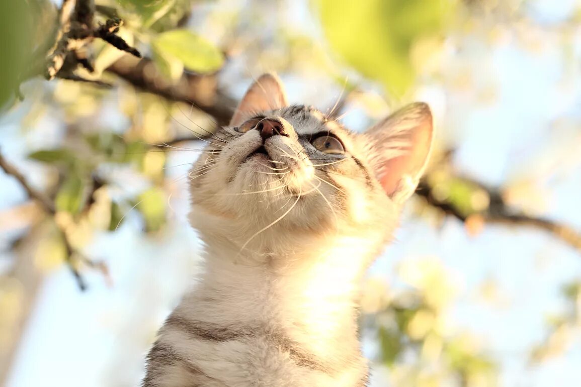 блаженный кот