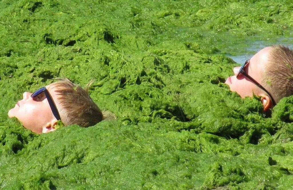 Водоросли в анапе. Водоросли. Анапа водоросли. Цветение моря в Анапе. Анапа море цветет.