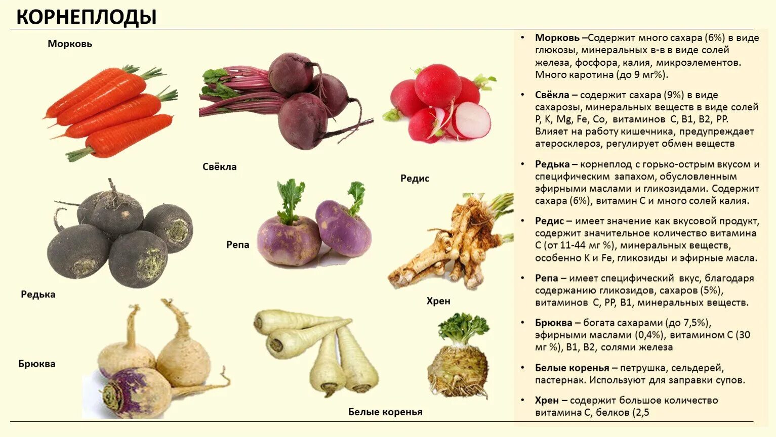 Корнеплод свеклы и клубень картофеля. Витамины в корнеплодах. Овощи корнеплоды названия. Перечень корнеплодов. Полезные овощи с названиями.