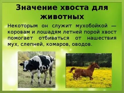 Хвост значение слова