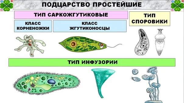 Саркожгутиковые Подцарство одноклеточные типы инфузории. Подцарство одноклеточные простейшие. Подцарство одноклеточные Тип простейшие. Тип Саркожгутиковые Тип инфузории.