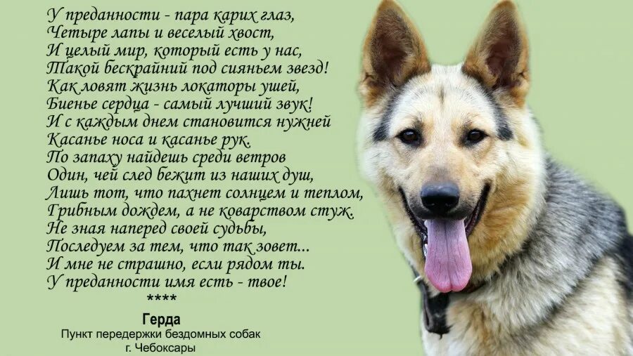 Вешать собак значение. Вешать собак значение