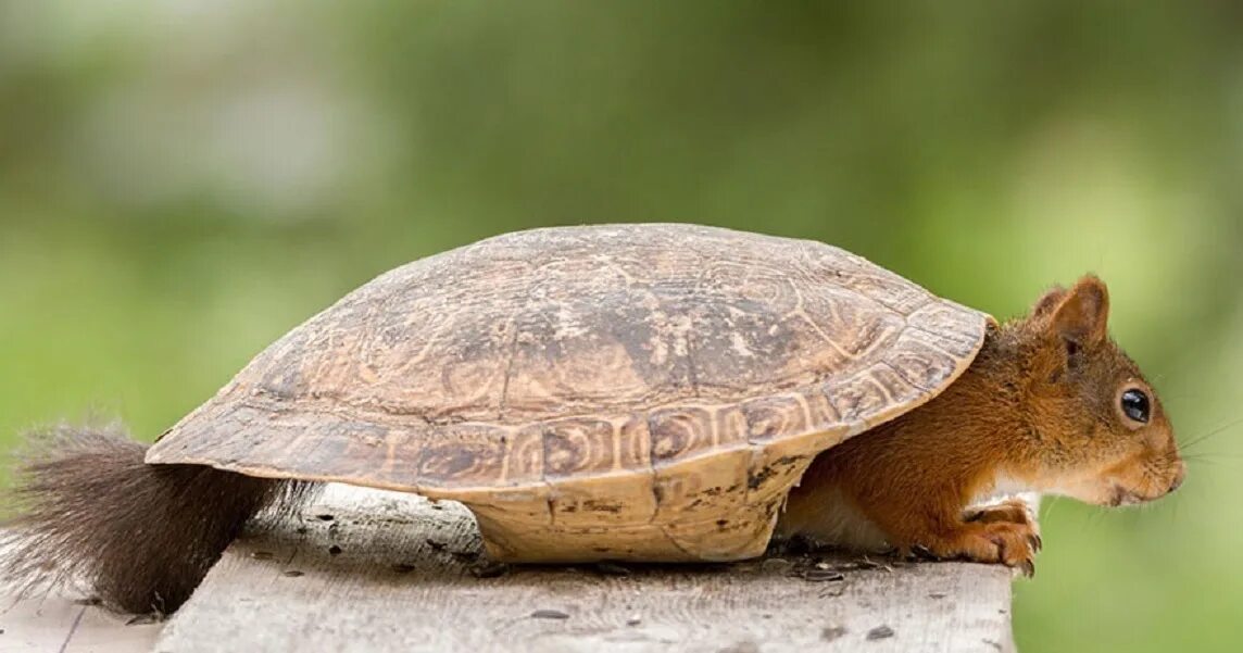 Черепаха белка. Белка и черепаха. белочка черепаха. про белку и черепаху. squirrel череп.