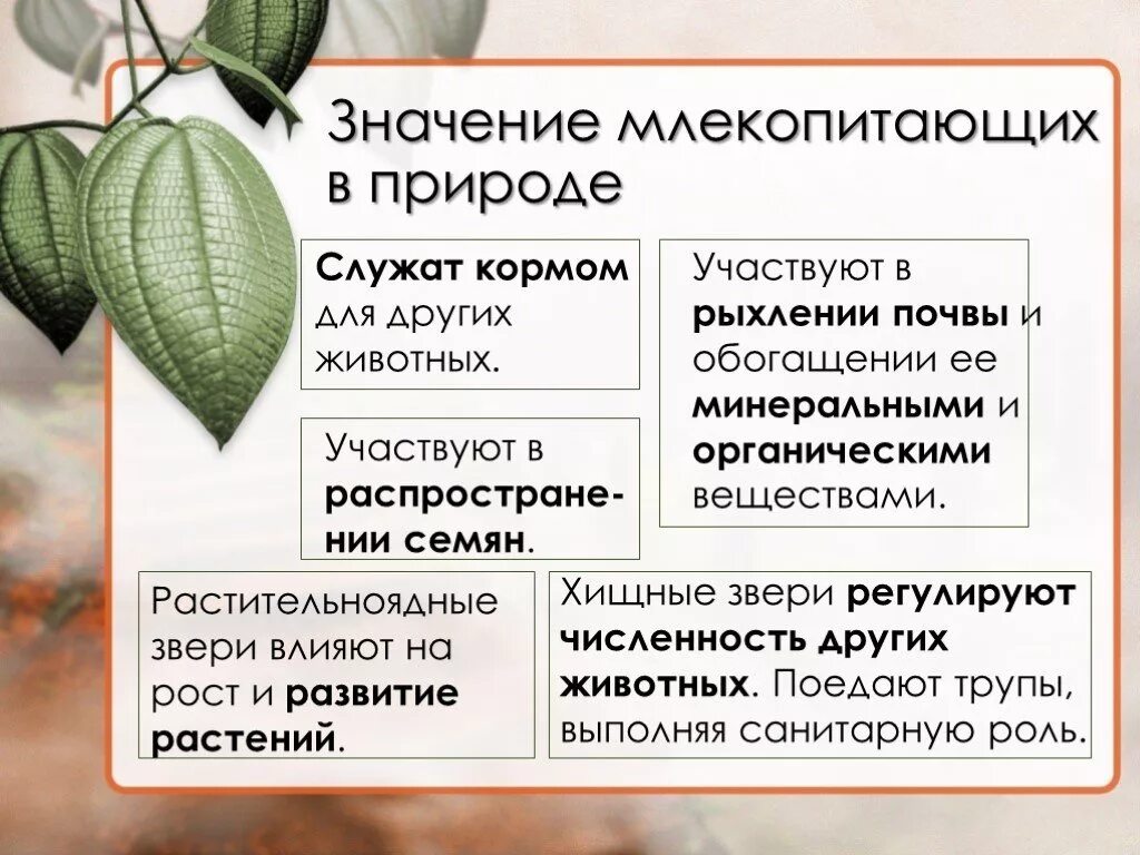 Значение млекопитающих кратко