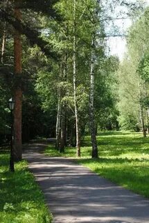 Сосны управление делами