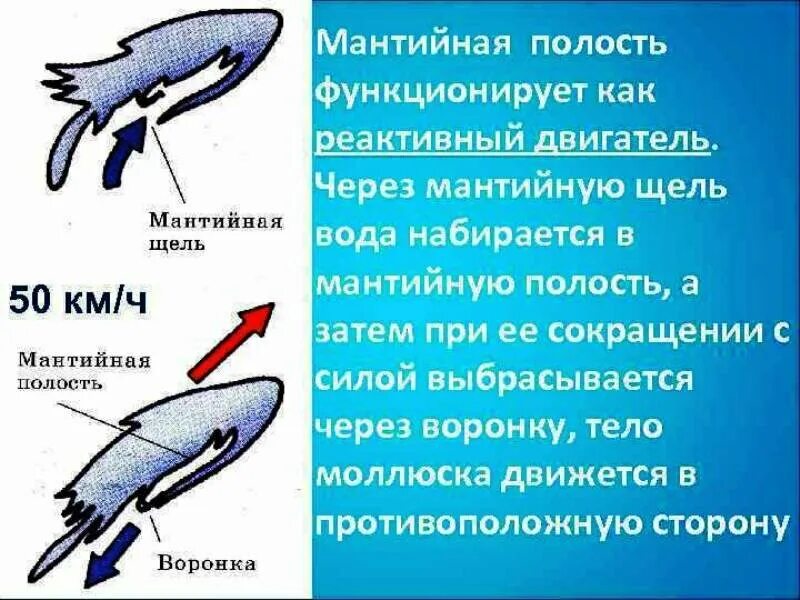 Передвижение головоногих. Мантийная полость. Реактивное движение головоногих моллюсков. Реактивный способ движения у головоногих моллюсков. Мантийная полость головоногих.