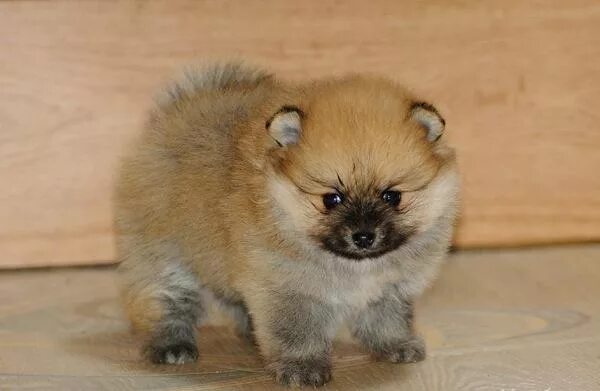 чау хуа. авито щенки йоркширского терьера. йоркширский терьер мини. маленькие собаки ижевск. юла щенки йоркширского терьера.