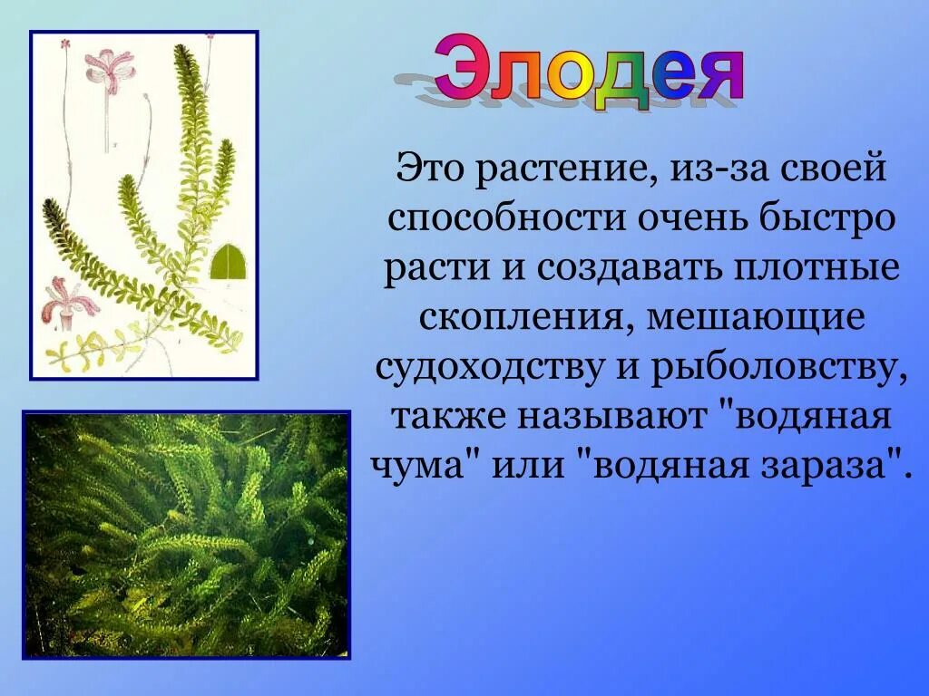 Почему элодею канадскую называют водяной чумой образует. Элодея пресноводное растение. Элодея канадская. Элодея внешнее строение. Элодея канадская строение.