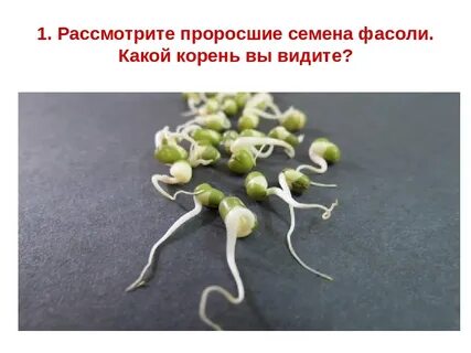 Прорастания семян строение семян