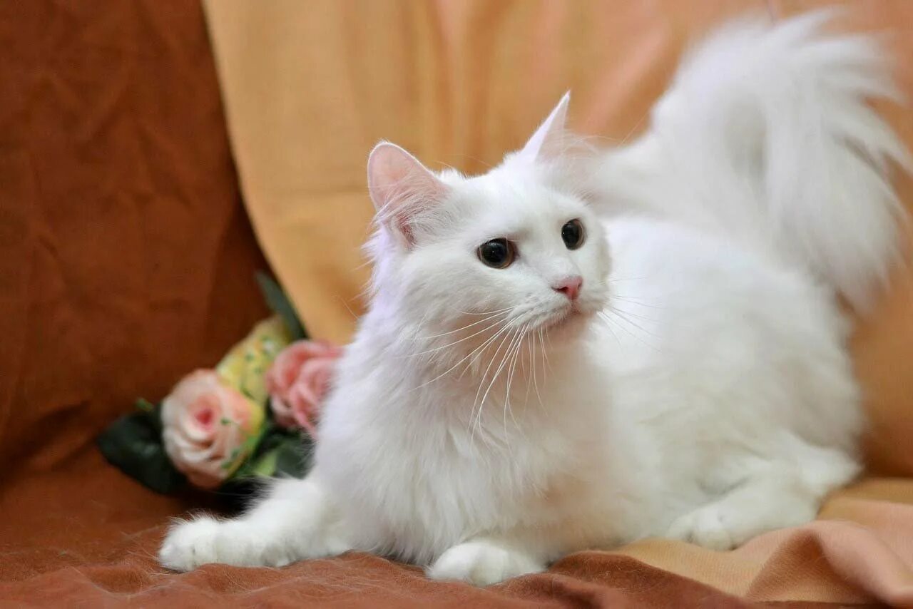 Как называется белая порода кошек. Турецкая ангора кот. Ангорская кошка турецкая ангора. Турецкая ангорская белая кошка. Турецкий ангорский кот белый.