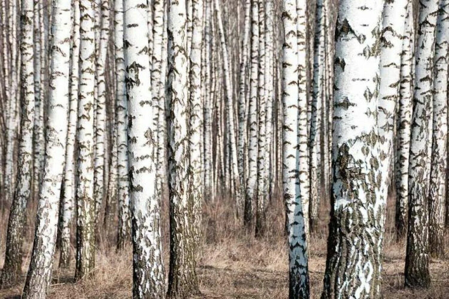 Делянка береза. Ствол березы. Березовый лес. Береза с белым стволом.