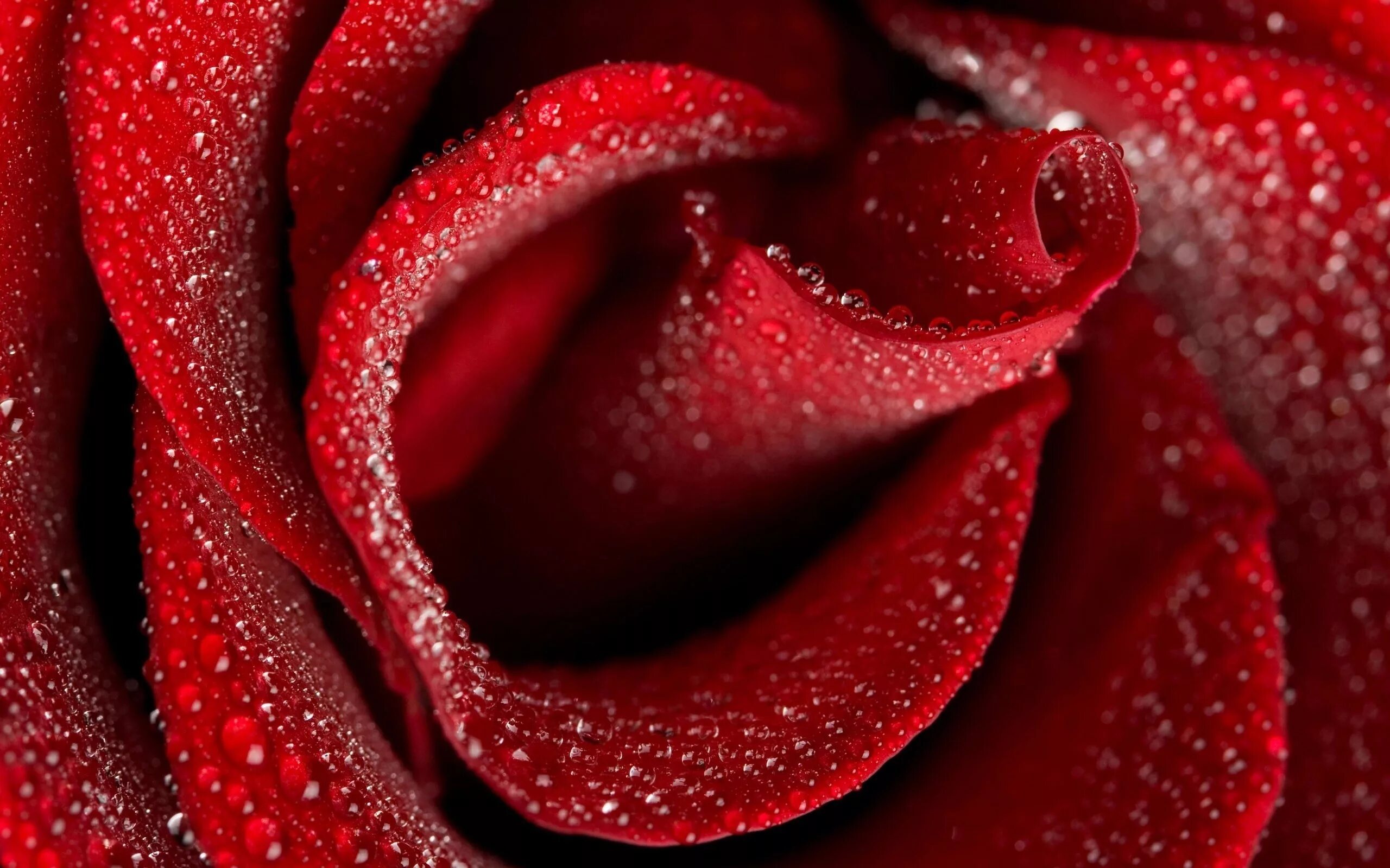 Красный сменить. Красный цветок. Красивый красный. Красивые розы. Красные розы.
