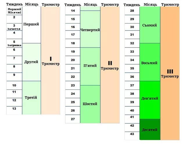 Триместры берем. Недели и триместры беременности таблица. Триместры беременности по неделям Акушерство. Триместры беременности по неделям таблица. 1 Триместр беременности 2 триместр по неделям.