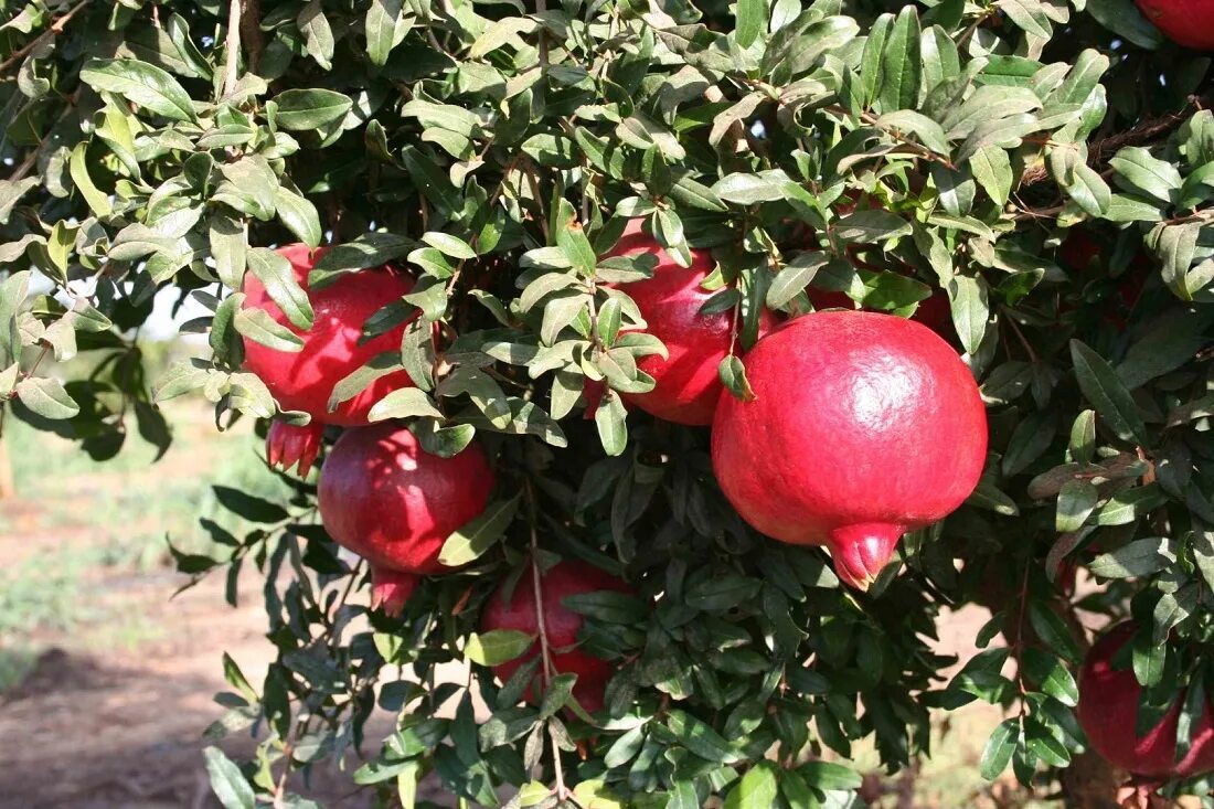 где растет гранат в каких. гранатовое дерево. гранат никитинский ранний. гранат (гранатник) обыкновенный. гранатовые деревья италия.