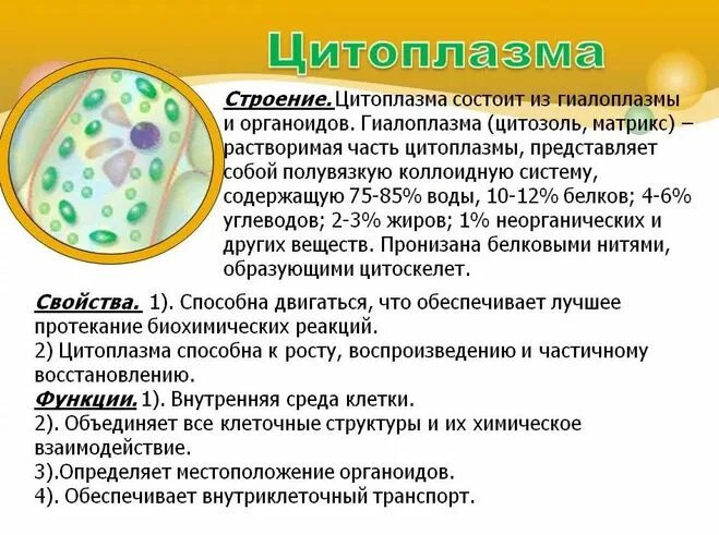 В какой клетке находится цитоплазма. Цитоплазма состав и функции. Химический состав цитоплазмы растительной клетки. Структура цитоплазмы клетки. Функция цитоплазмы в растительной клетке.