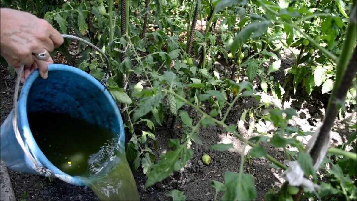 Полив крапивы. Жидкое зеленое удобрение из сорняков. Травяной настой для огорода. Подкормка томатов. Удобрение для томатов.