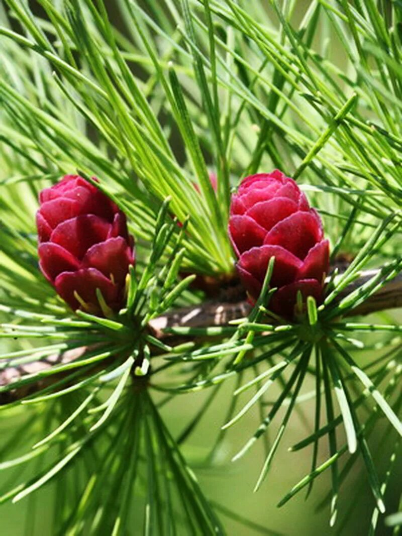Как цветет лиственница. Лиственница сибирская larix sibirica. лиственница larix leptolepis. лиственница сибирская (larix sibirica ledeb.).