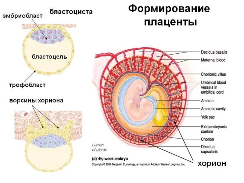 Что такое плацента и какова ее функция. Период формирования плаценты. Строение плаценты трофобласт. Хорион плацента пуповина.