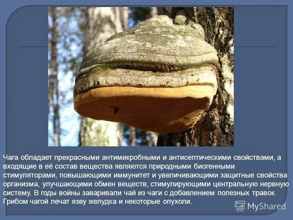 Березовый гриб чага характеристика. Грибы паразиты чага. Чага березовый гриб полезные. Чага березовый гриб полезные. Гриб чага свойства.