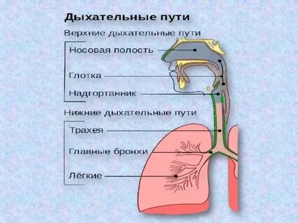 Какой следующий ковид