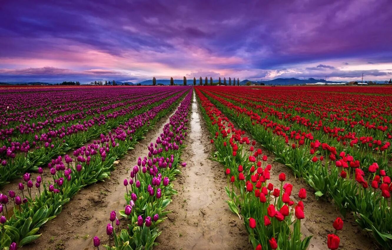 Где находится тюльпановое поле. Тюльпановые поля в Нидерландах. Тюльпановые плантации в Голландии. Тюльпановые поля Турция.
