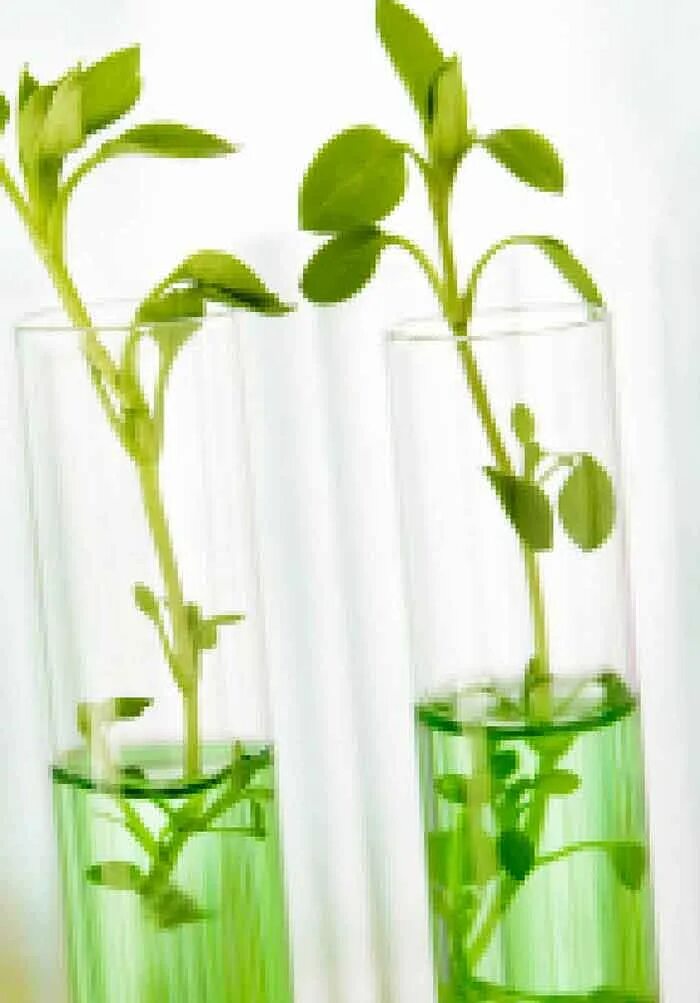 Breeders Plant. Molecular Markers. In vitro растения PNG. Molecular work processes in Plants. Plant breeding