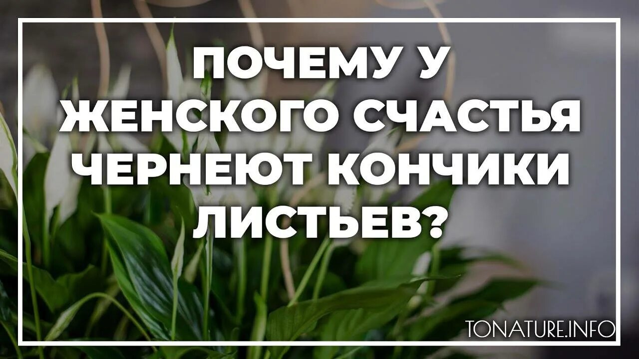 Спатифиллум кончики листьев чернеют и сохнут. Женское счастье чернеют листья. Спатифиллум почему желтеют кончики листьев. Женское счастье сохнут кончики листьев. Почему у спатифиллума желтеют и чернеют кончики листьев.