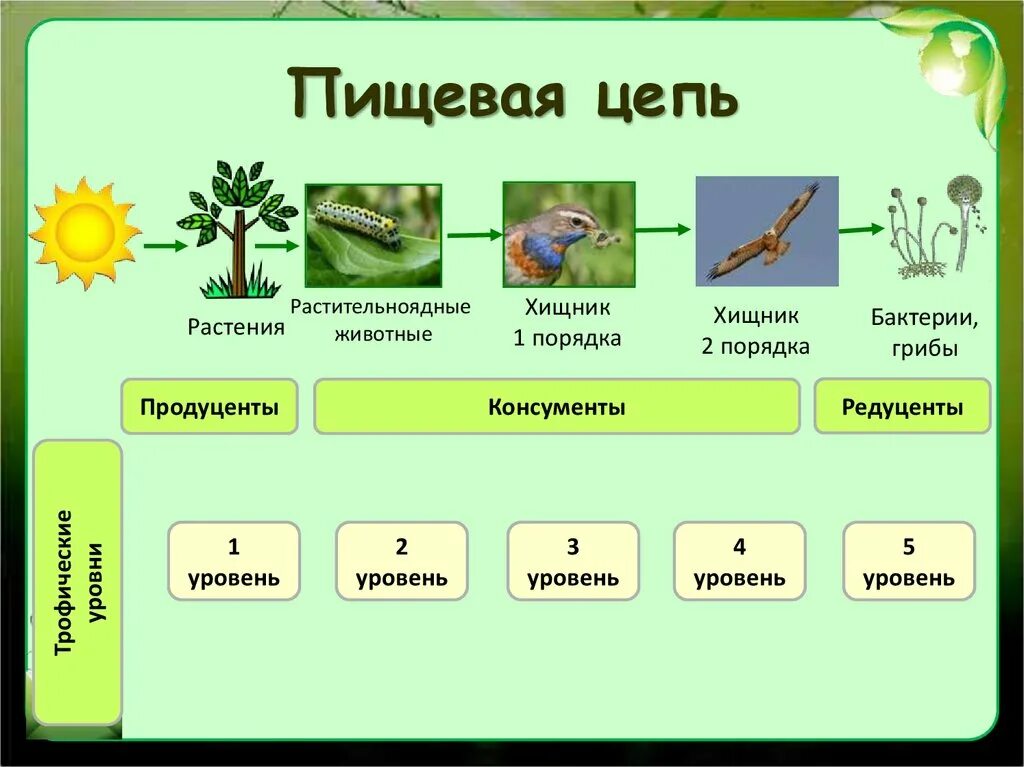 Укажите правильную цепь питания. Цепь питания продуценты консументы редуценты. Продуценты консументы редуценты цепи и сети питания. Пищевая цепь из 6 звеньев продуценты консументы редуценты. Цепь питания растения животных грибов и микроорганизмов.