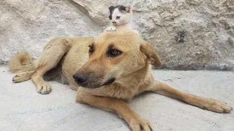 Лишилась с собакой