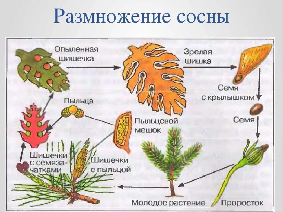 Какая жизненная форма будет у шишки. Размножение сосны обыкновенной схема. Цикл размножения голосеменных схема. Схему процесса размножения сосны обыкновенной. Размножение голосеменных растений схема сосна.