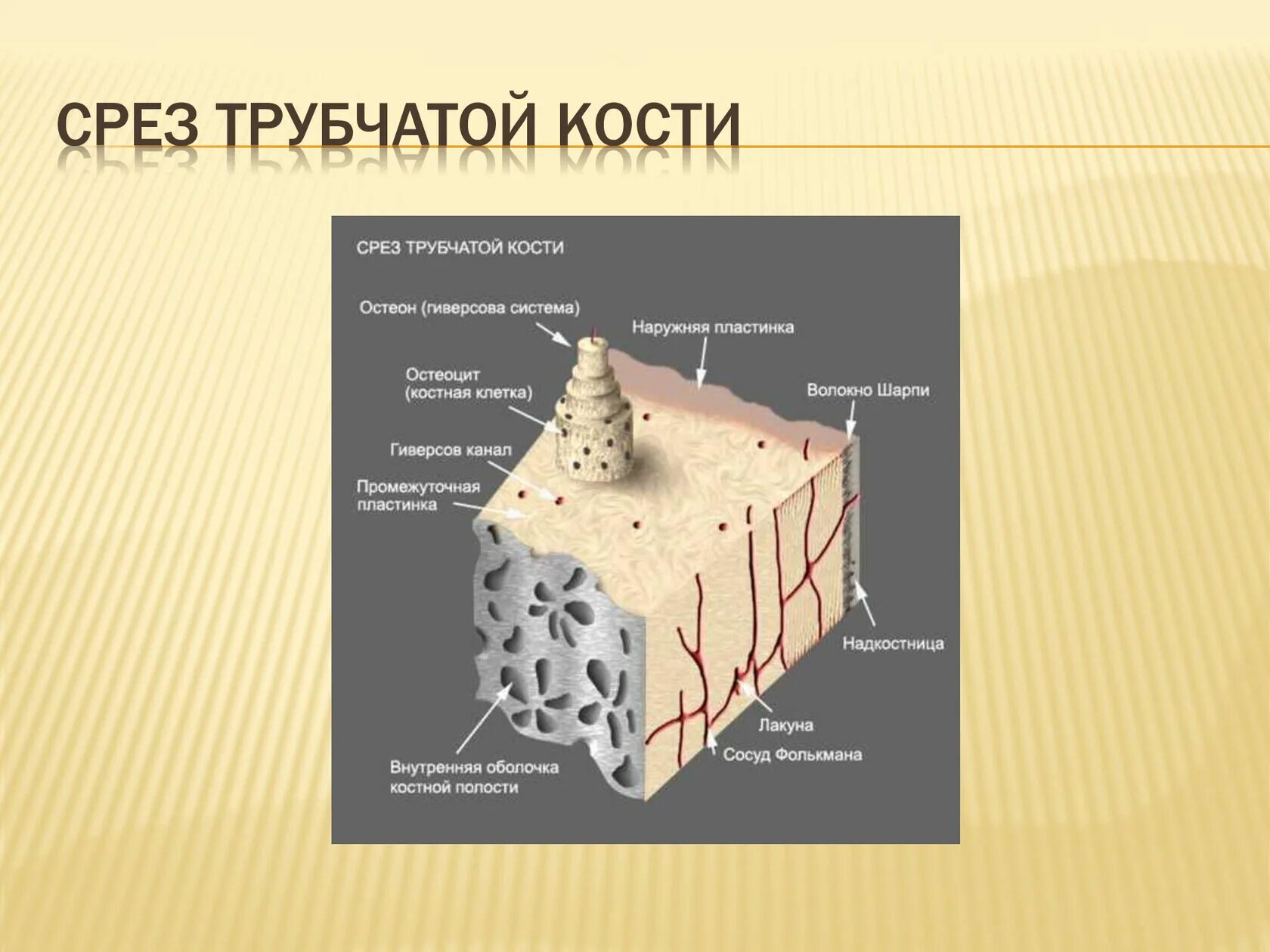 Срез компактного вещества трубчатой кости. Трубчатая костная ткань. Поперечный срез диафиза трубчатой кости. Пластинчатая костная ткань диафиза трубчатой кости. Пластинчатая кость