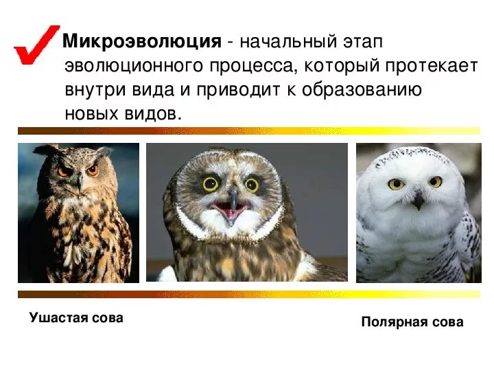 Микроэволюция дарвин. Микроэволюция. микроэволюция этапы. микроэволюция факторы эволюции. примеры микроэволюции.