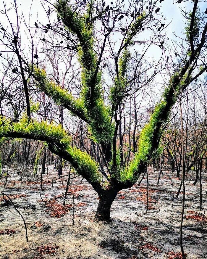 Возрождение леса. Лес Австралии после пожара. Деревья после пожара. Австралийские деревья. Возрождение леса после пожара.