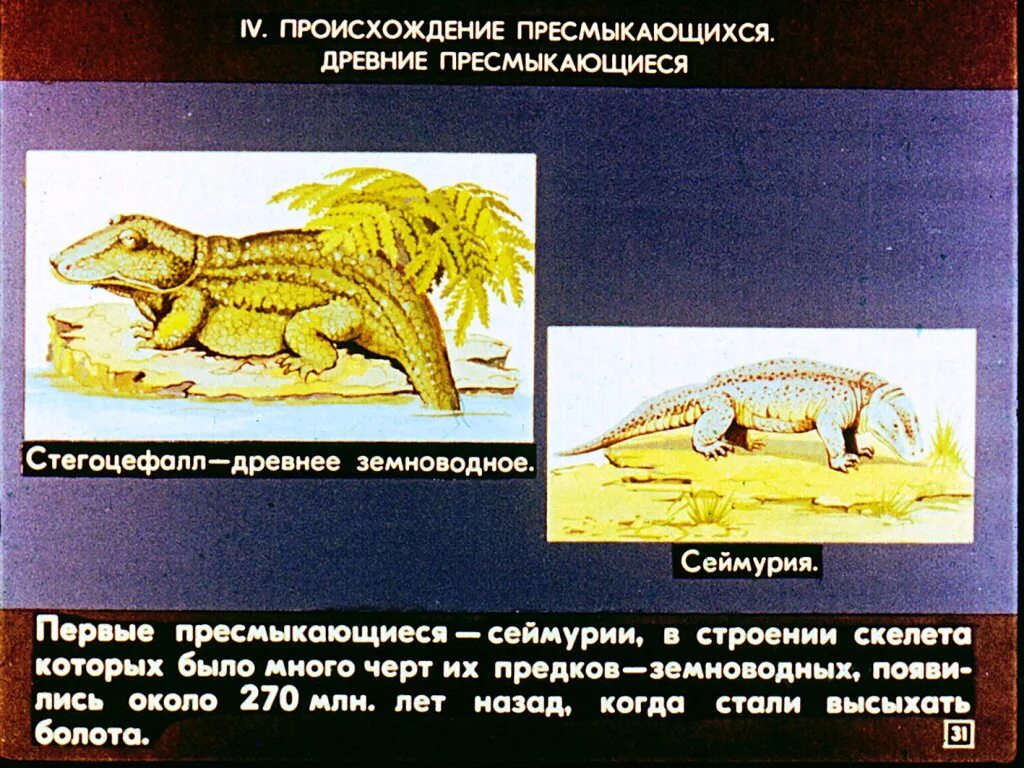 Выберите признаки характеризующие прогрессивное развитие рептилий. Разнообразие древних пресмыкающихся. Древние пресмыкающиеся рептилии. Происхождение древних пресмыкающихся. Предки современных пресмыкающихся.