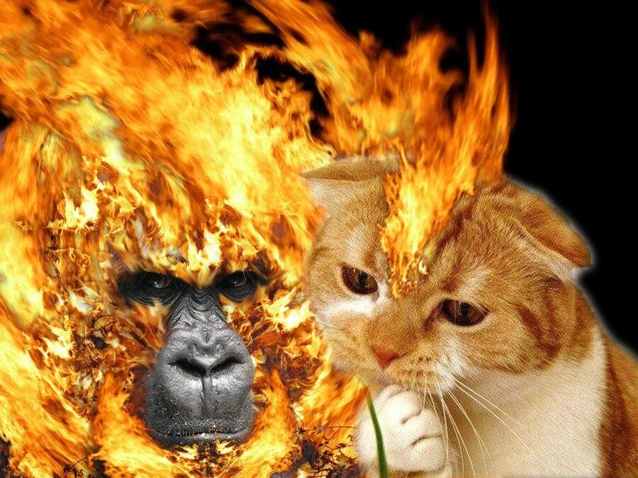 Сгоревший кот. Огненный кот. кот в огне. кошка в огне. горящие котята.