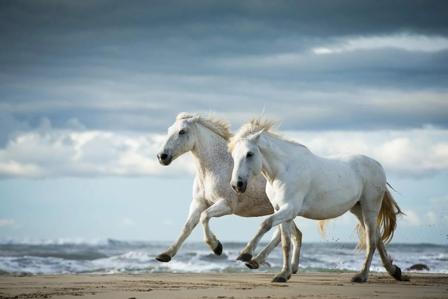 Белый скакун. Две лошади. Красивая белая лошадь. Две белые лошади.