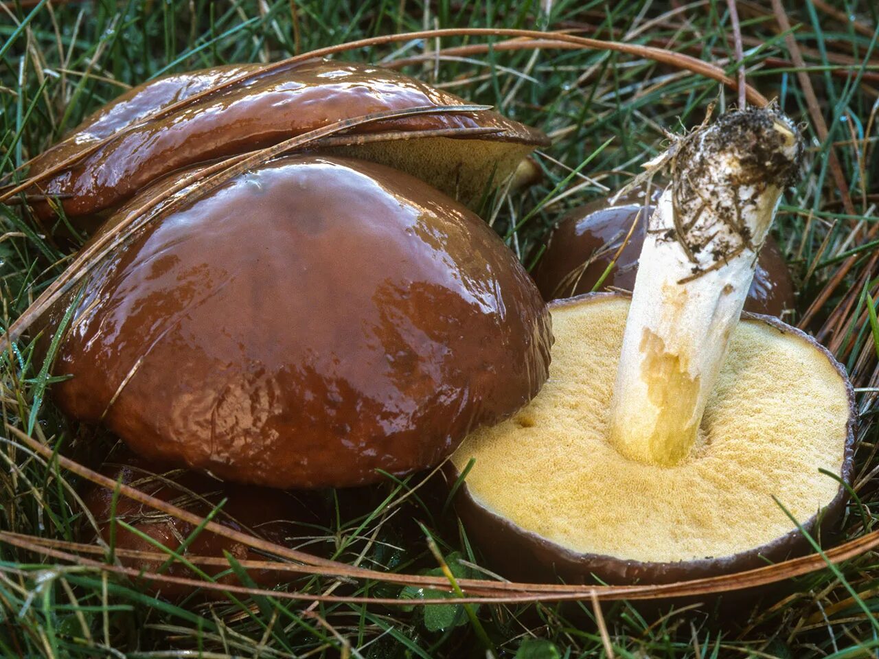 Масленок. Болетовые маслята свинушки. Съедобные грибы маслята. Маслюки грибы. Масленок Suillus.