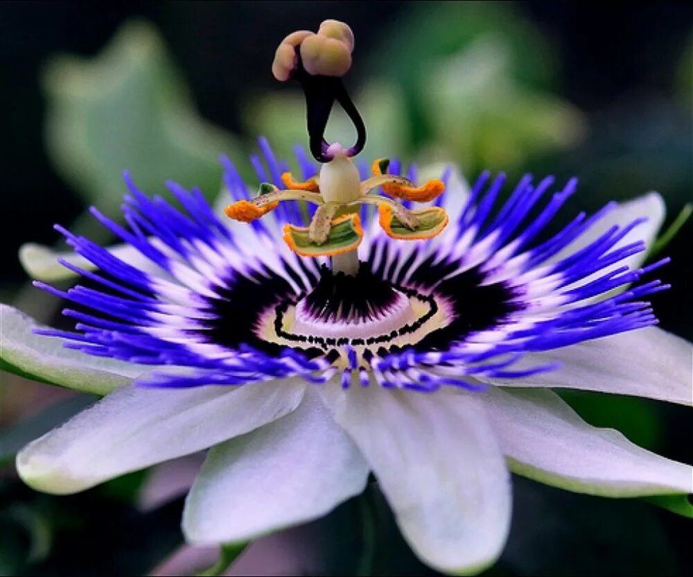 Вый цветок. Пассифлора или страстоцвет. Страстоцвет (пассифлора). Цветок Дикая пассифлора голубая.