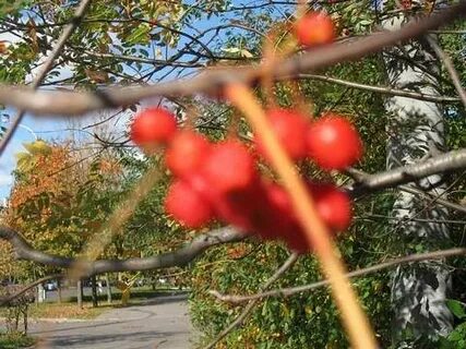 Рябина кудрявая текст глава последние