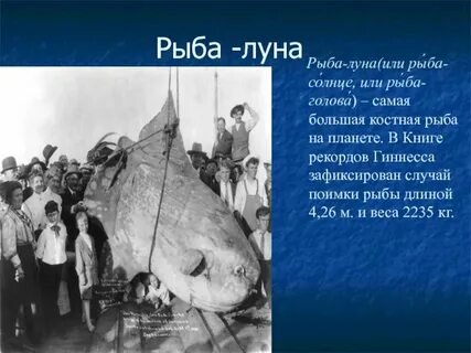 Почему в северном полушарии вылавливают больше рыбы