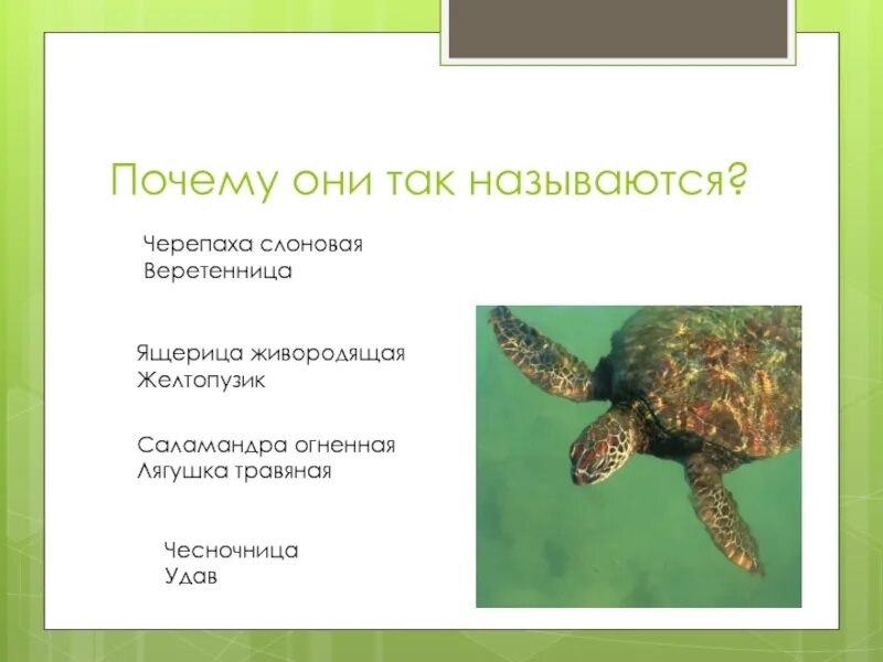 Тест по теме пресмыкающиеся 8 класс биология. Живородящая черепаха. почему пресмыкающиеся так называются. жёлтопузик черепашки. черепаху и саламандру.