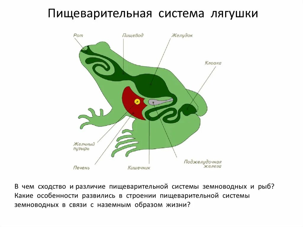 Расположи органы пищеварительной системы земноводного. Система пищеварения земноводных. Пищеварительная система земноводных 7 класс биология таблица. Отделы пищеварительной системы лягушки. Пищеварительная система земноводных бесхвостые.